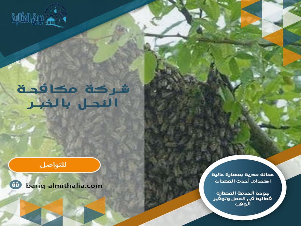 شركة مكافحة النحل بالخبر
