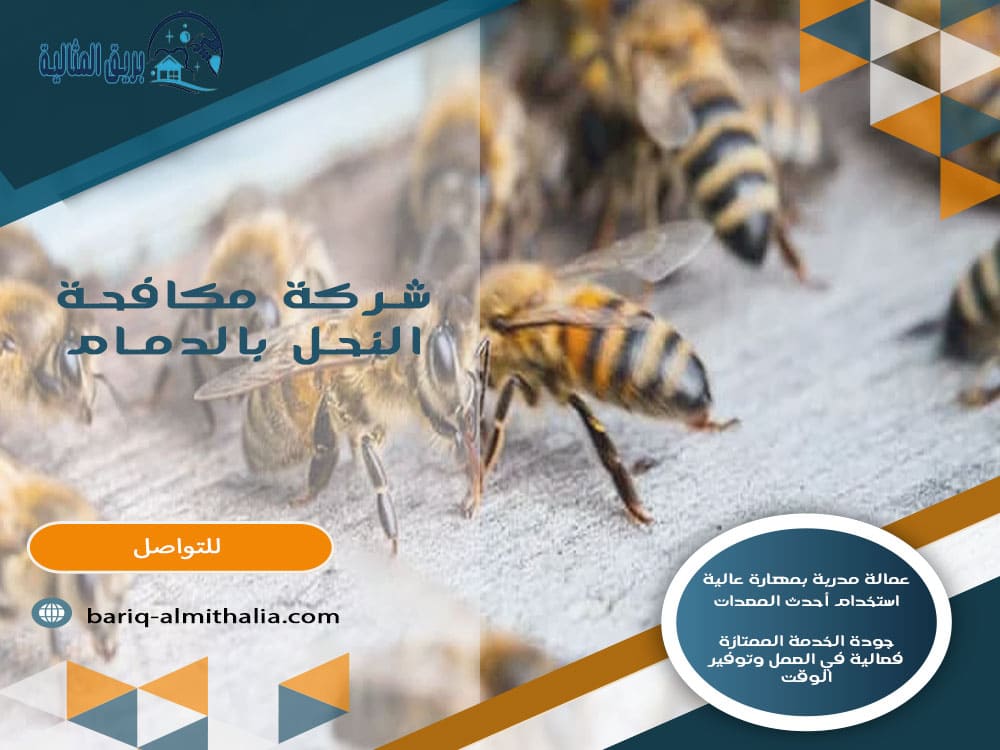 شركة مكافحة النحل بالدمام
