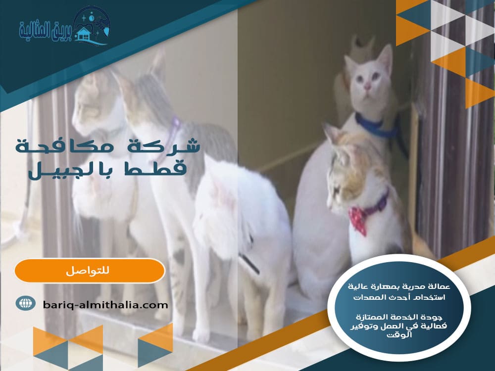 شركة مكافحة قطط بالجبيل