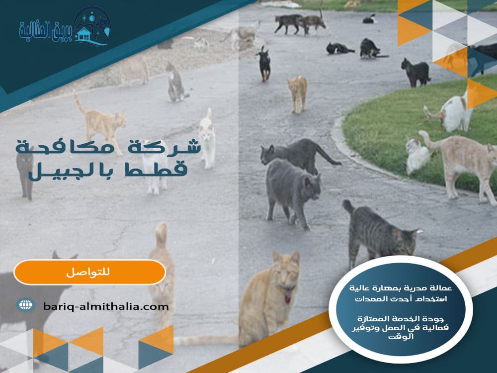 شركة مكافحة قطط بالجبيل