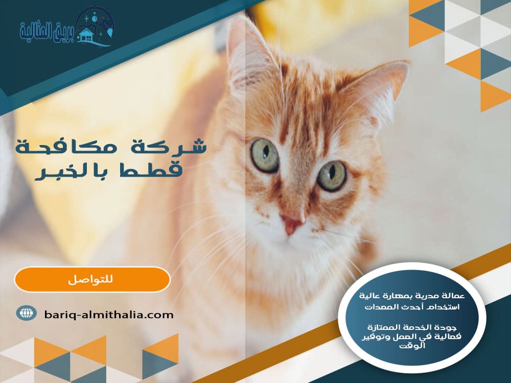 شركة مكافحة قطط بالخبر