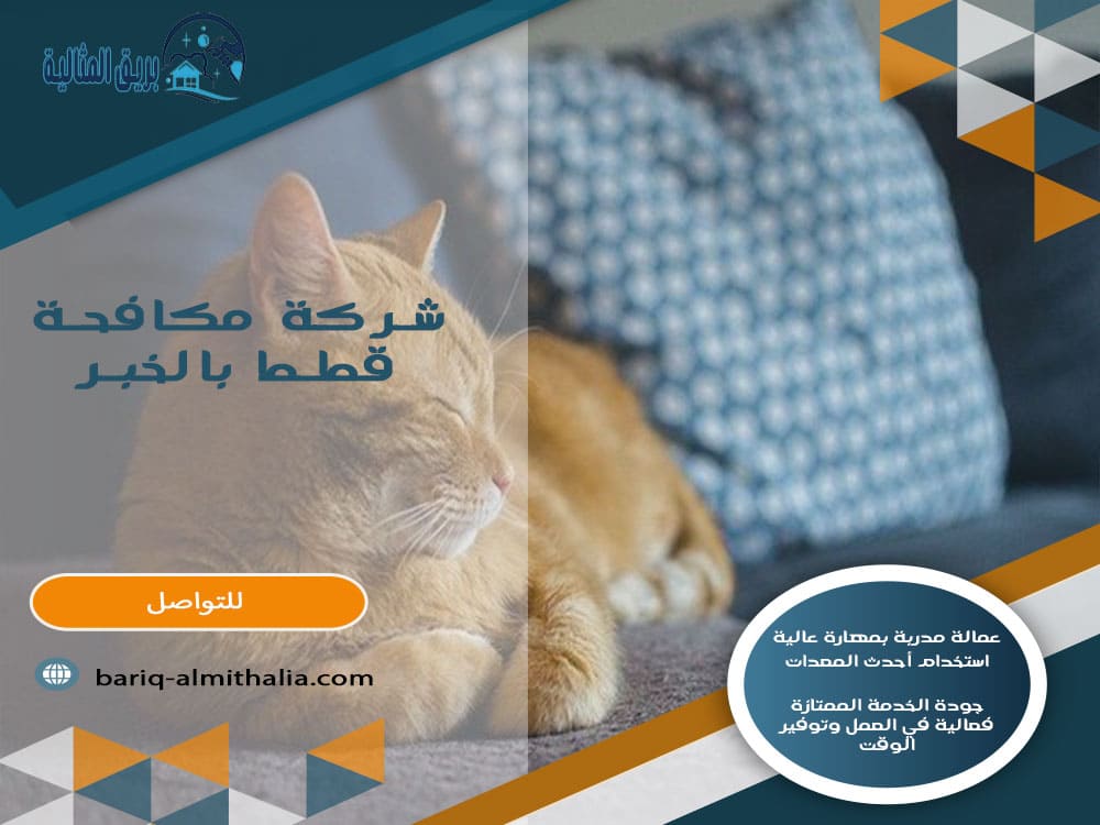 شركة مكافحة قطط بالخبر