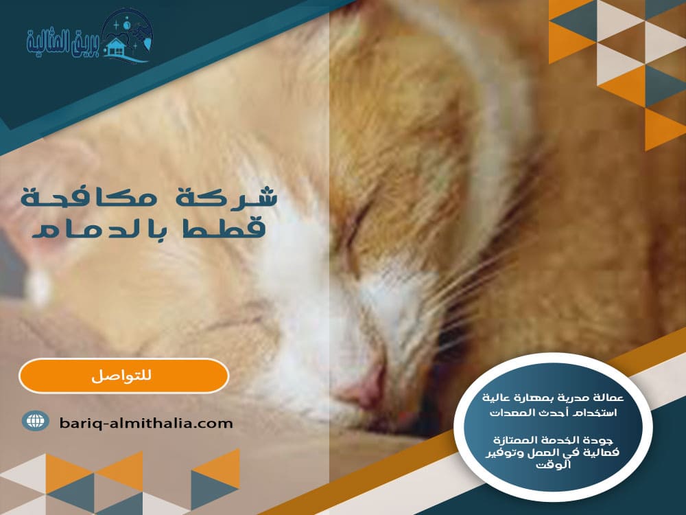 شركة مكافحة قطط بالدمام