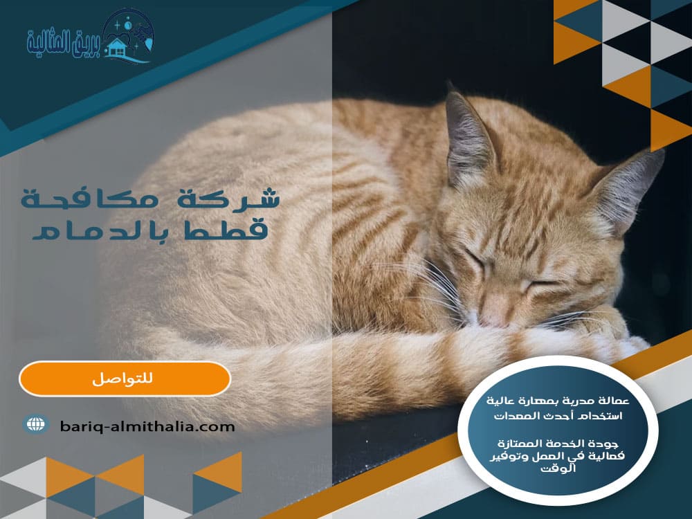 شركة مكافحة قطط بالدمام