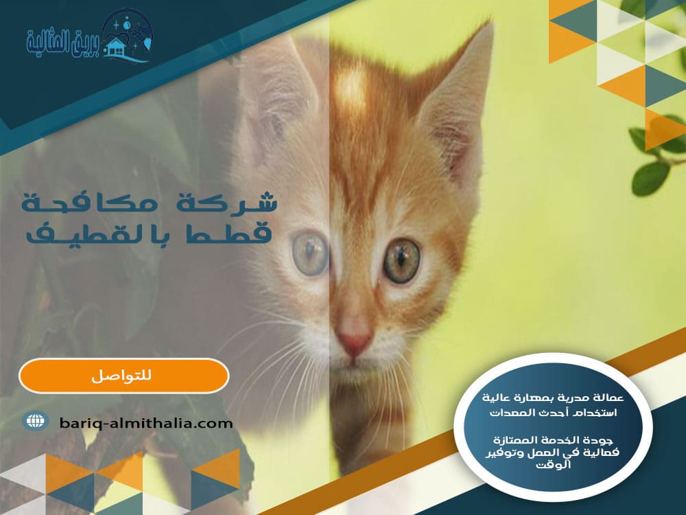 شركة مكافحة قطط بالقطيف